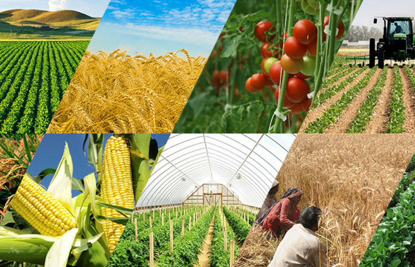 СЕЛЬСКОЕ ХОЗЯЙСТВО